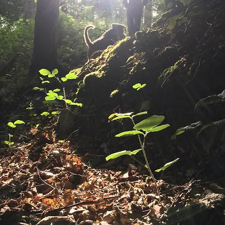 Σπίτι διακοπών Oak Tree, Modernes Eifel Mit Sauna Und Whirlpool, Umgeben Von Wunderschoener