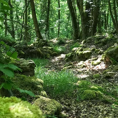 Oak Tree, Modernes Eifel Mit Sauna Und Whirlpool, Umgeben Von Wunderschoener * Nachtsheim
