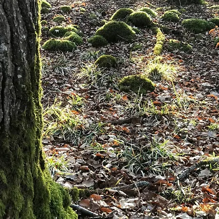 Σπίτι διακοπών Oak Tree, Modernes Eifel Mit Sauna Und Whirlpool, Umgeben Von Wunderschoener